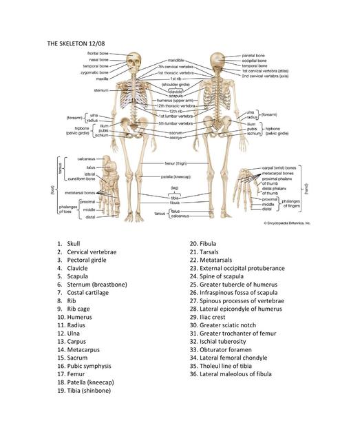 The Skeleton