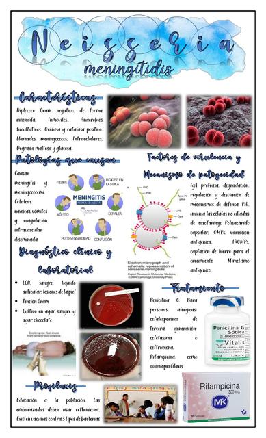 Neisseria Meningitidis