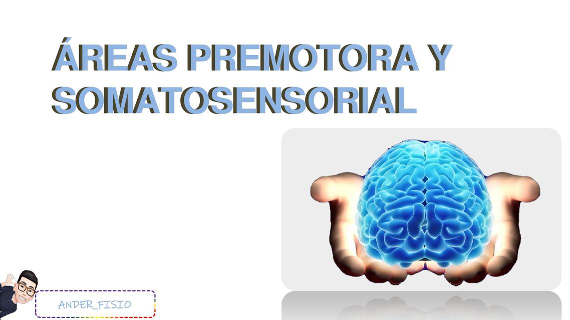 Áreas Premotora y Somatosensorial