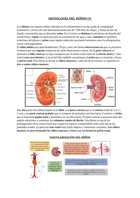 Histología del Riñón 