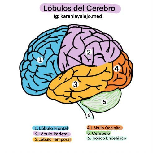 Lóbulos del Cerebro