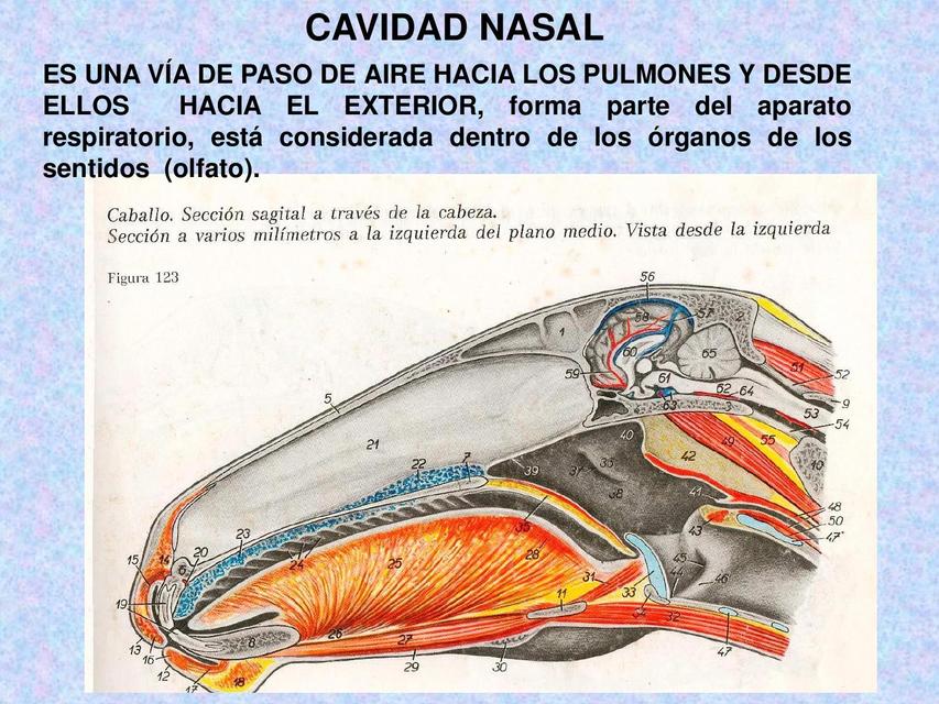 Cavidad Nasal Medicina Veterinaria