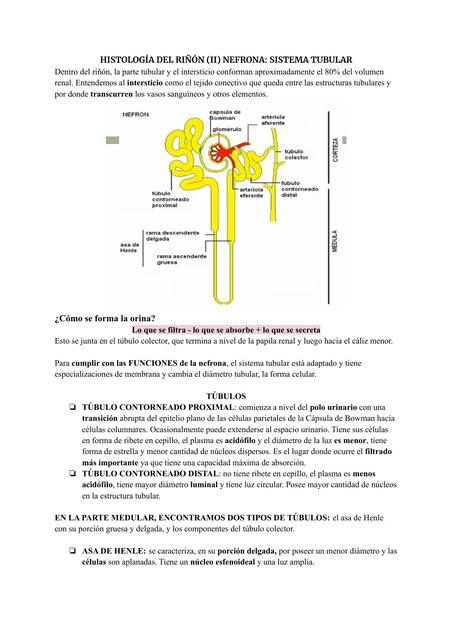 Histología del Riñón 