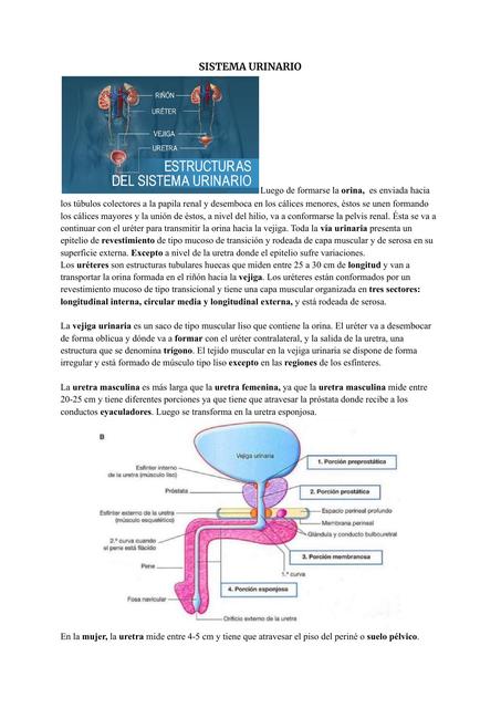 Sistema Urinario