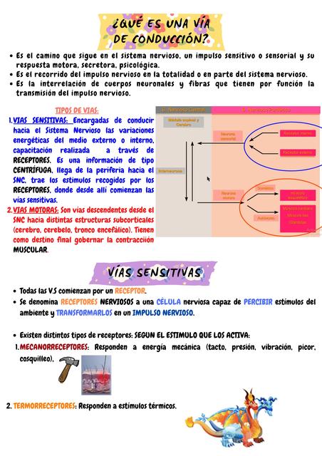 Vía de Conducción