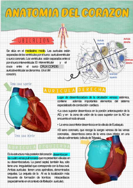 ANATOMIA DEL CORAZON