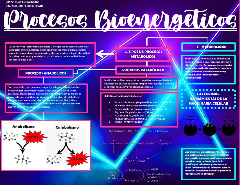Procesos Bioenergéticos | Braydi Cerda Bueno | uDocz