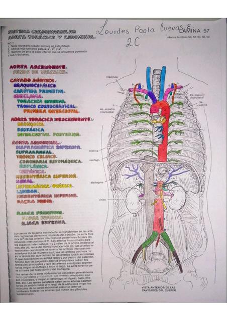 Laminas de Anatomía