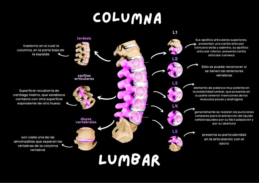 Anatomía - Columna Lumbar