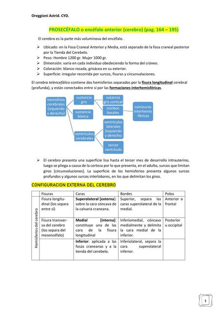 Tronco Encefálico Sistematización y Cerebelo