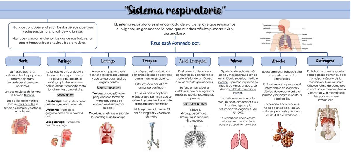 Sistema Respiratorio