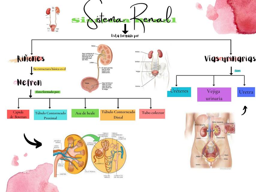 Sistema Renal