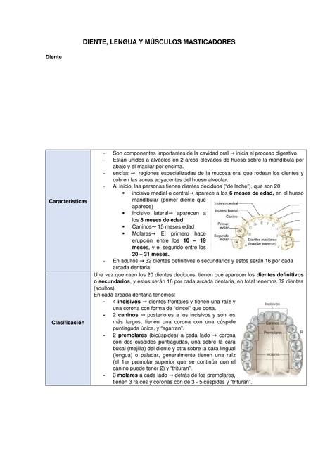 Diente Lengua y Músculos Masticadores