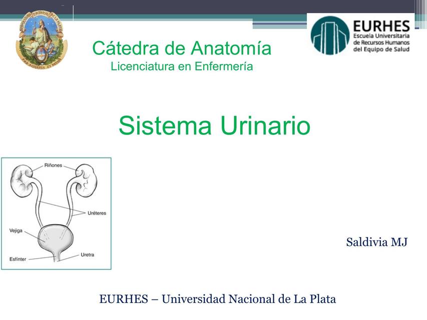 Sistema Urinario y Endocrino