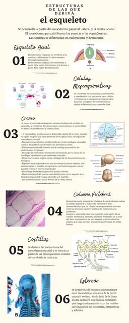 Desarrollo del Esqueleto Axial y Apendicular