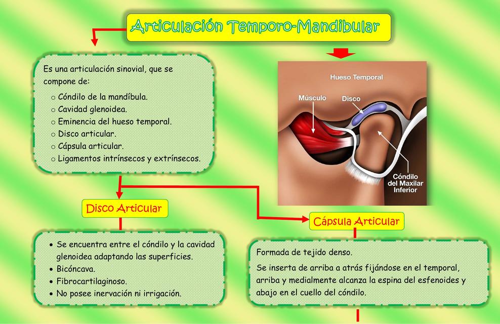 Articulación Temporo-Mandibular 