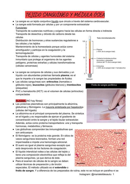 Tejido Sanguíneo y Médula Ósea 