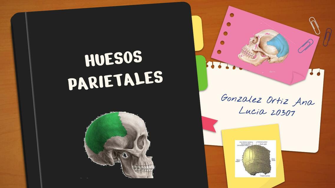 Huesos Parietales