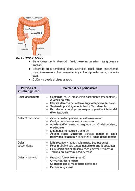 Intestino Grueso y Peritoneo 