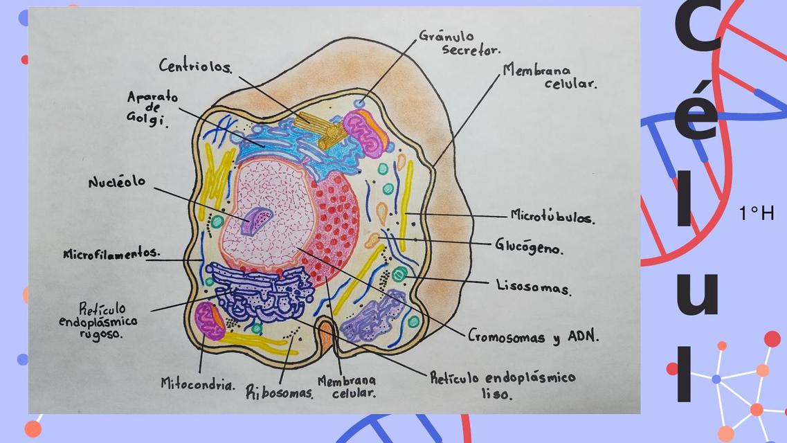 Célula