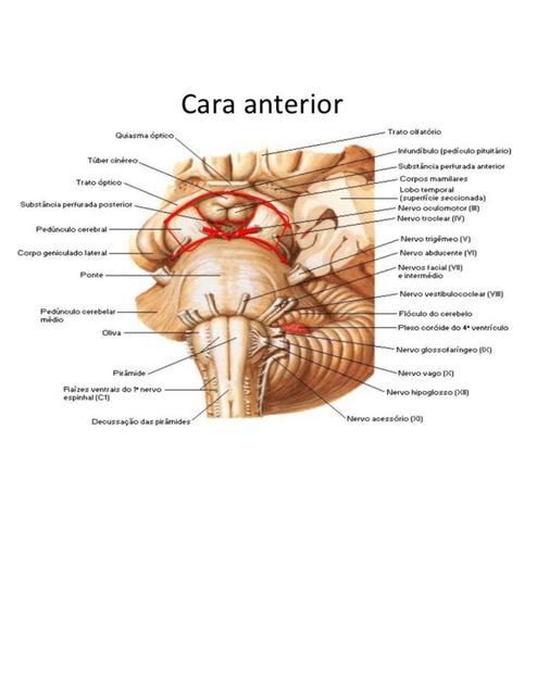 Cara Anterior 