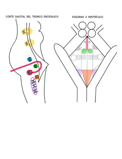 Tronco Encefálico 