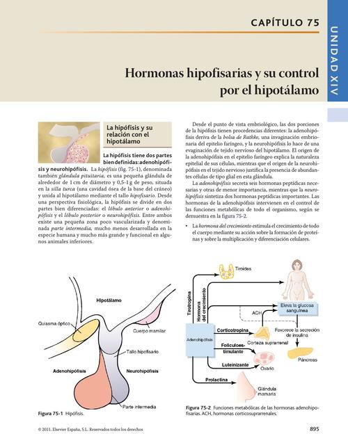 Hormonas Hipofisarias y su Control por el Hipotálamo 