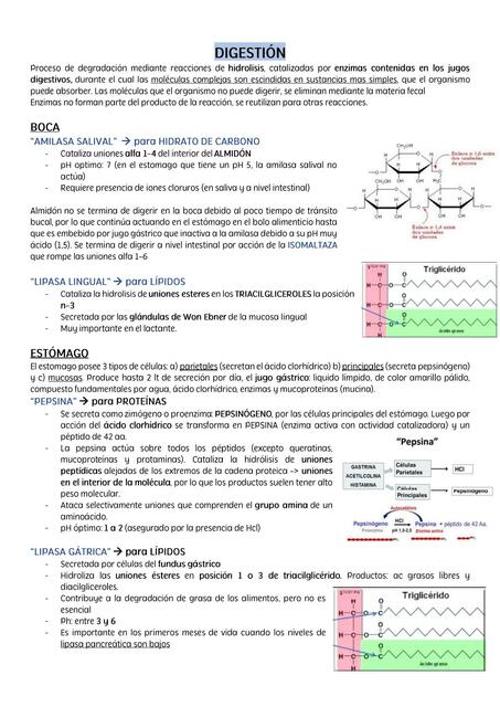 Digestión y Absorción 