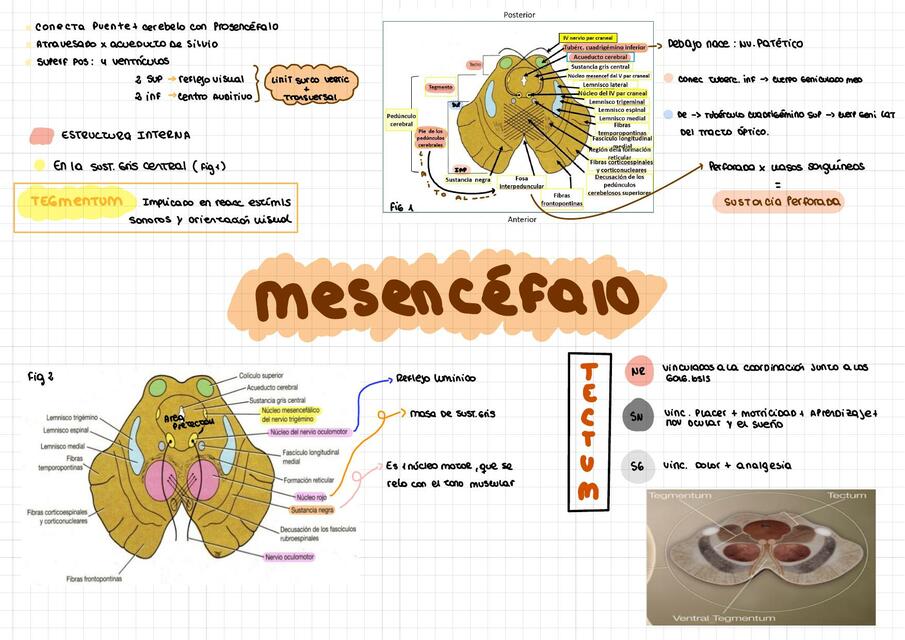 Mesencéfalo | agussmednotes | uDocz