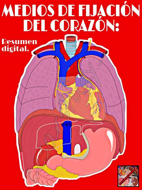 Medios de fijación del corazón