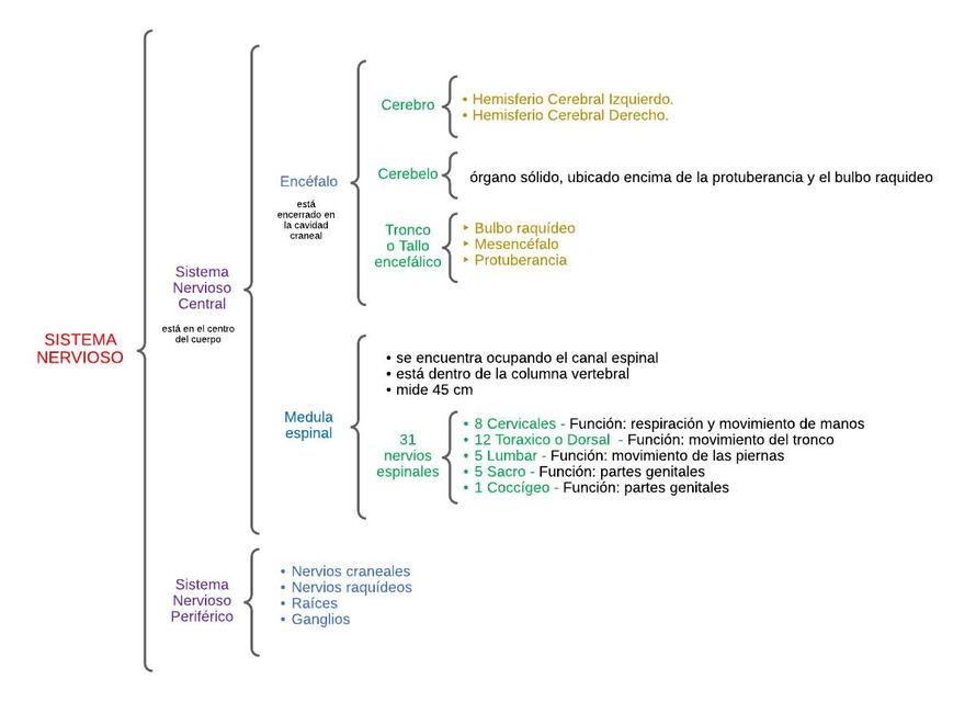 Sistema Nervioso