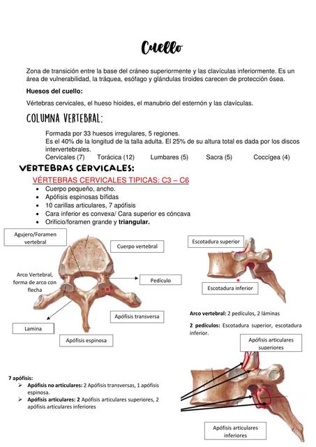 Columna Vertebral