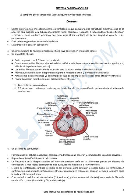 Sistema Cardiovascular 