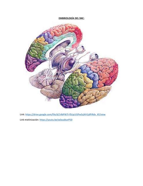 topografía del Cerebro y Desarrollo Embrionario del Mismo