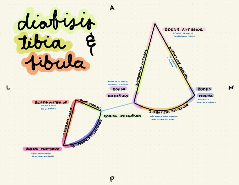 Diáfisis Tibia y Fíbula