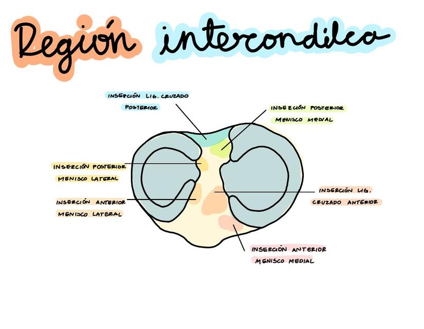 Región Intercondílea