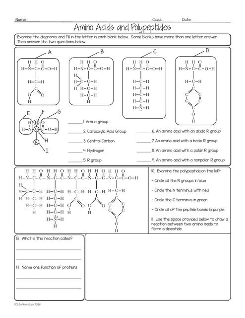 Amino Acids and Polypeptides 