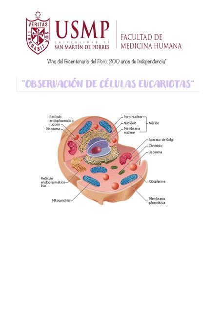 Observación de las Células Eucariotas