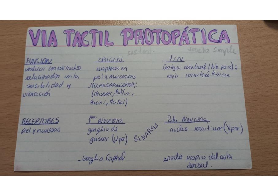 Vía Táctil Protopática