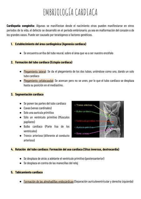 Embriología Cardiaca