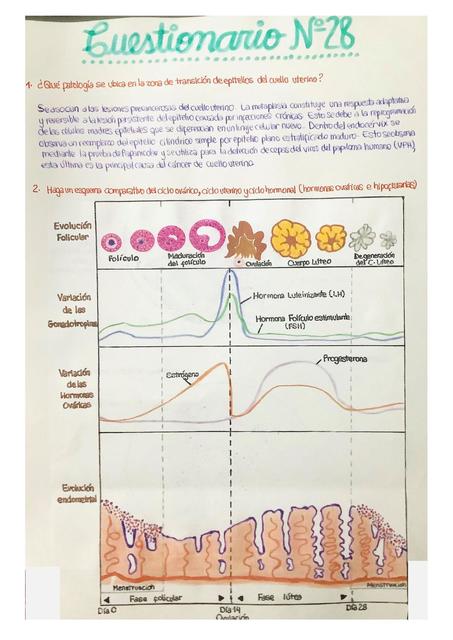 Aparato Genital Femenino 