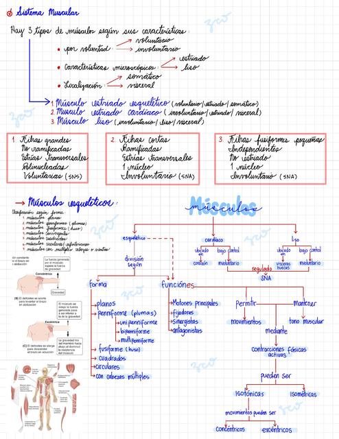 Sistema Muscular 