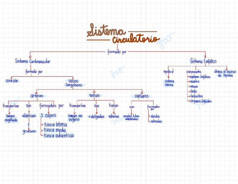 Sistema Circulatorio 