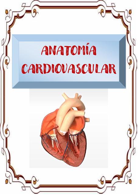 Anatomía Cardiovascular