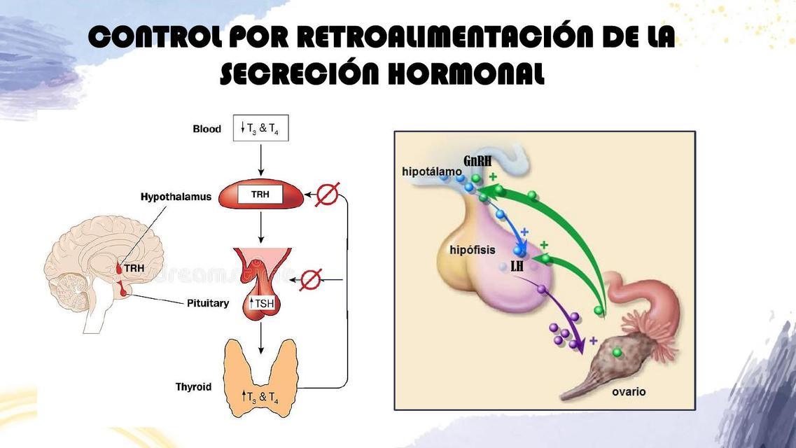 SECRECIÓN HORMONAL