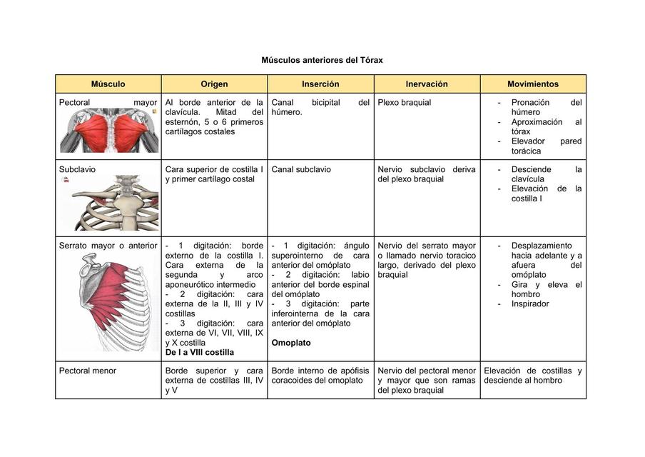 Músculos del Tórax