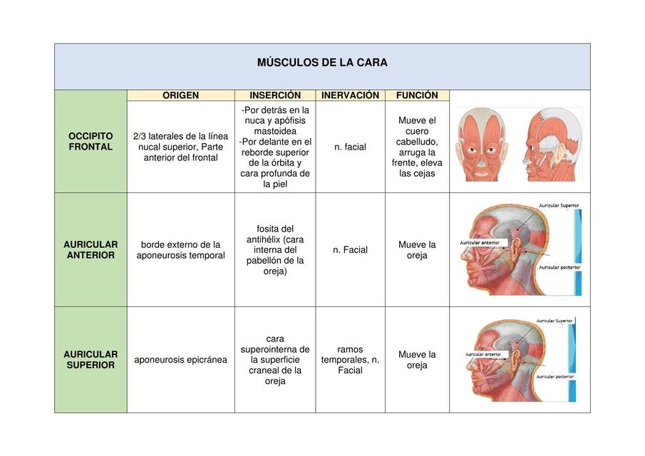 Anatomía de los Músculos de la cara