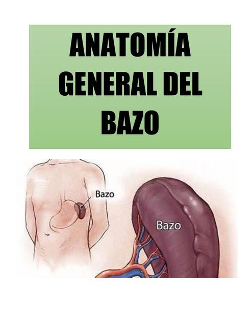 Anatomía General del Bazo