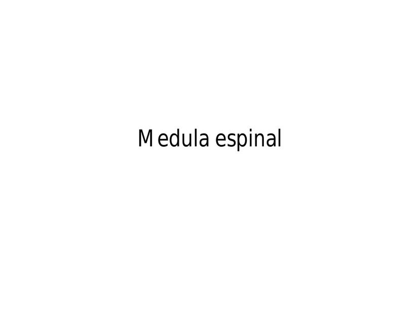 Médula Espinal