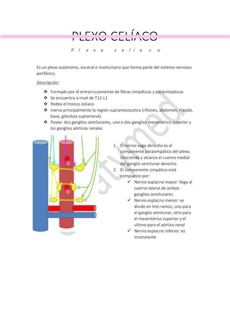 Plexo Celiaco